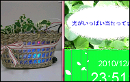 living_plants_interface.jpg